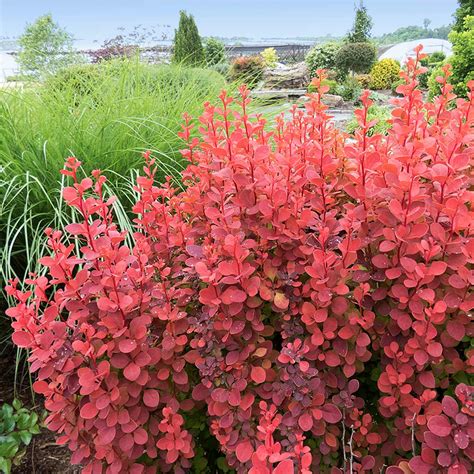 burberry rocket shrub|orange rocket barberry shrub.